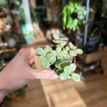 Portulacaria Afra Variegata Succulent 5cm pot