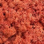 Preserved Reindeer Moss SIENNA