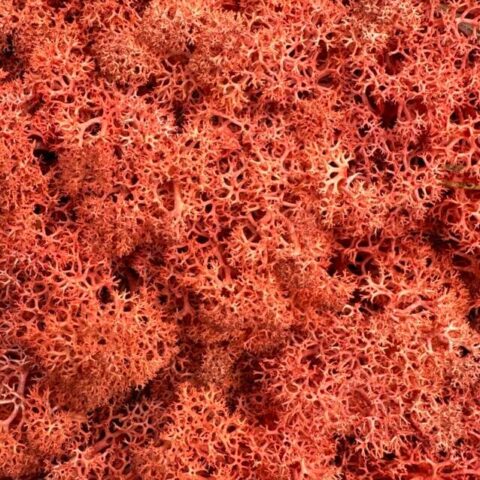 preserved reindeer moss sienna