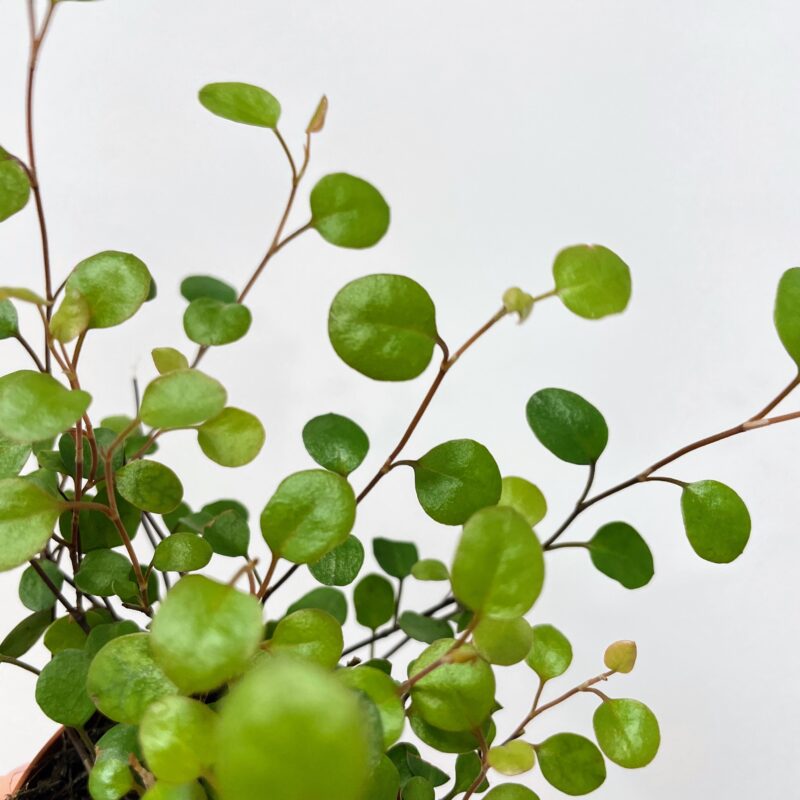 syngonium white butterfly arrowhead plant large 19cm pot syngonium white butterfly arrowhead plant large 19cm pot