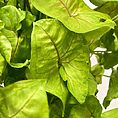 syngonium white butterfly arrowhead plant large 19cm pot
