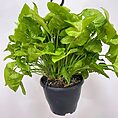 syngonium white butterfly arrowhead plant large 19cm pot