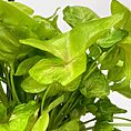 syngonium white butterfly arrowhead plant large 19cm pot