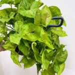 Syngonium White Butterfly Arrowhead Plant LARGE 19cm pot