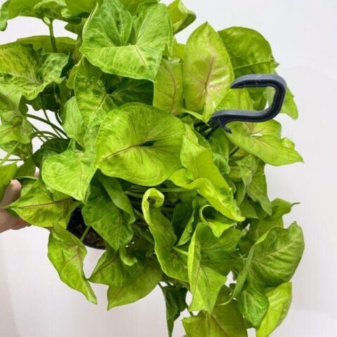syngonium white butterfly arrowhead plant large 19cm pot