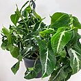 syngonium white butterfly arrowhead plant large 19cm pot