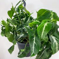 syngonium white butterfly arrowhead plant large 19cm pot