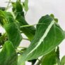 syngonium white butterfly arrowhead plant large 19cm pot
