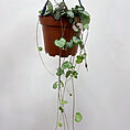 syngonium white butterfly arrowhead plant large 19cm pot