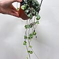 syngonium white butterfly arrowhead plant large 19cm pot