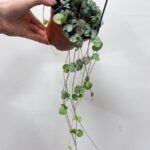 String Of Hearts Ceropegia Woodii 12cm pot