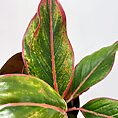 syngonium white butterfly arrowhead plant large 19cm pot