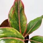 Aglaonema Crete Red Chinese Evergreens 12cm pot