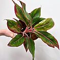 syngonium white butterfly arrowhead plant large 19cm pot