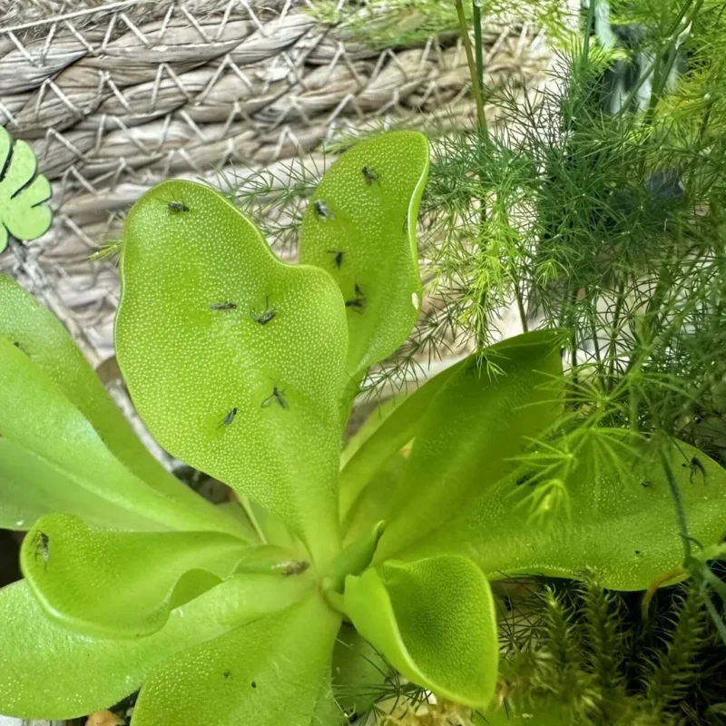 carnivorous butterwort pinguicula agnata 8cm pot carnivorous butterwort pinguicula agnata 8cm pot