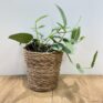 handmade seagrass basket planter for 12cm planters