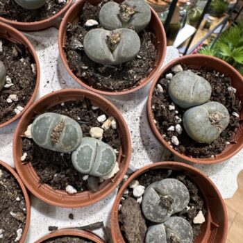 Lithops Large Living Stones Rocks Succulent 5cm pot Houseplants cactus 2