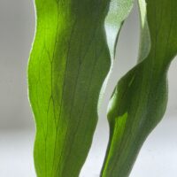 IMG_5955
