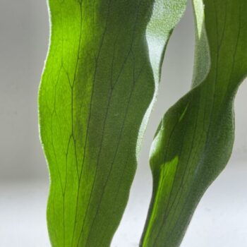 Staghorn Fern Platycerium Bifurcatum 12cm pot Hanging & Trailing 12cm plant 3