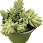 Sedum Morganianum Succulent 9cm pot