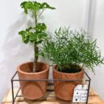 Double Rustic Terracotta Planters Metal Frame 2 x 8cm pots