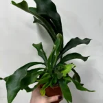Staghorn Fern Platycerium Bifurcatum 12cm pot
