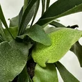 staghorn fern platycerium bifurcatum 12cm pot