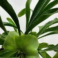 staghorn fern platycerium bifurcatum 12cm pot