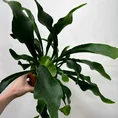 staghorn fern platycerium bifurcatum 12cm pot