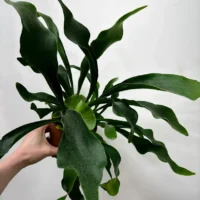 staghorn fern platycerium bifurcatum 12cm pot