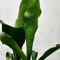 staghorn fern platycerium bifurcatum 12cm pot
