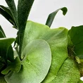 staghorn fern platycerium bifurcatum 12cm pot