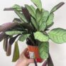 calathea burle marxii prayer plant 11cm pot