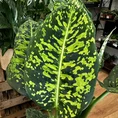 peperomia prostata string of turtles 11cm pot