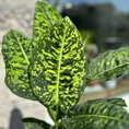peperomia prostata string of turtles 11cm pot