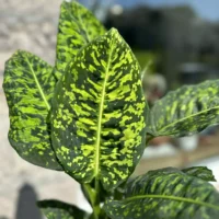 peperomia prostata string of turtles 11cm pot