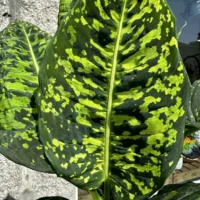 peperomia prostata string of turtles 11cm pot
