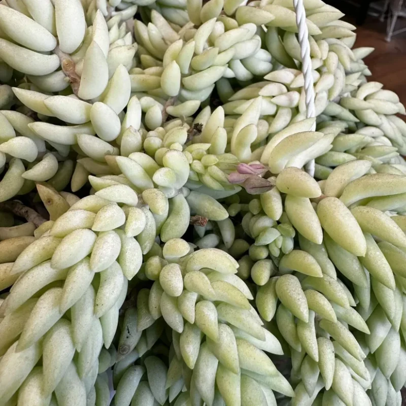 peperomia prostata string of turtles 11cm pot peperomia prostata string of turtles 11cm pot