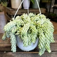 peperomia prostata string of turtles 11cm pot