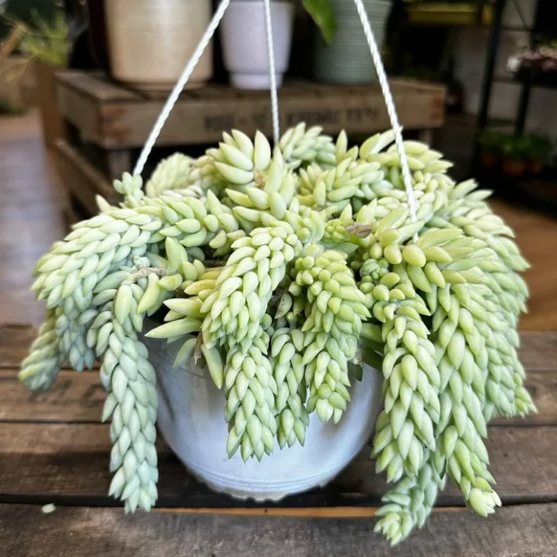 peperomia prostata string of turtles 11cm pot peperomia prostata string of turtles 11cm pot