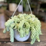 Sedum Morganianum XL 19cm pot