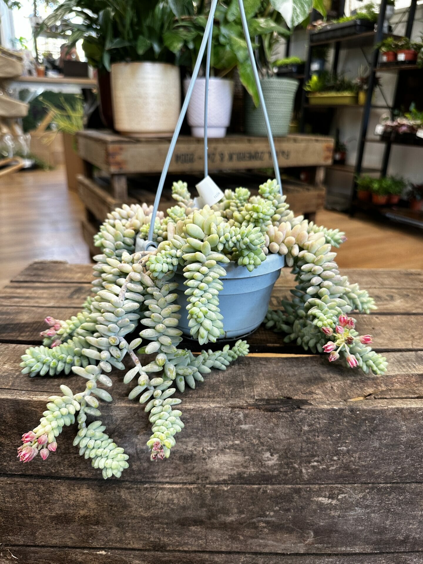 Sedum Burros Tail succulent in hanging basket on wood table with shop of houseplants visible in background