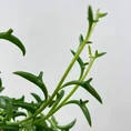 senecio peregrinus string of dolphins 12cm pot