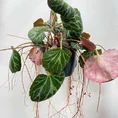 senecio peregrinus string of dolphins 12cm pot