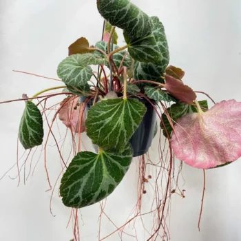 Saxifraga Stolonifera Strawberry Begonia 15cm pot Hanging & Trailing begonia 2