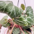 senecio peregrinus string of dolphins 12cm pot