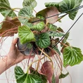 senecio peregrinus string of dolphins 12cm pot