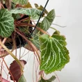 senecio peregrinus string of dolphins 12cm pot