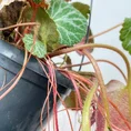 senecio peregrinus string of dolphins 12cm pot