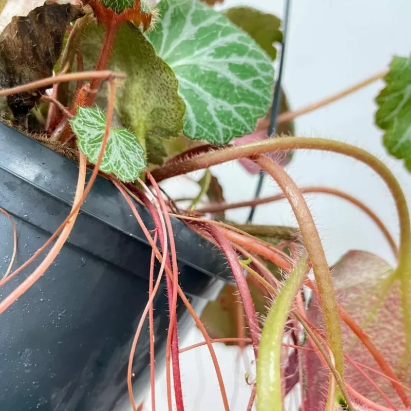 senecio peregrinus string of dolphins 12cm pot senecio peregrinus string of dolphins 12cm pot